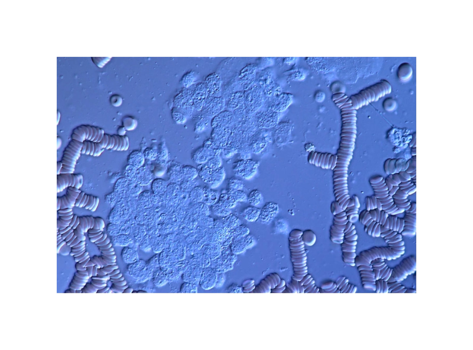 Microbiome under a microscope